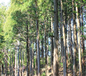 北山杉